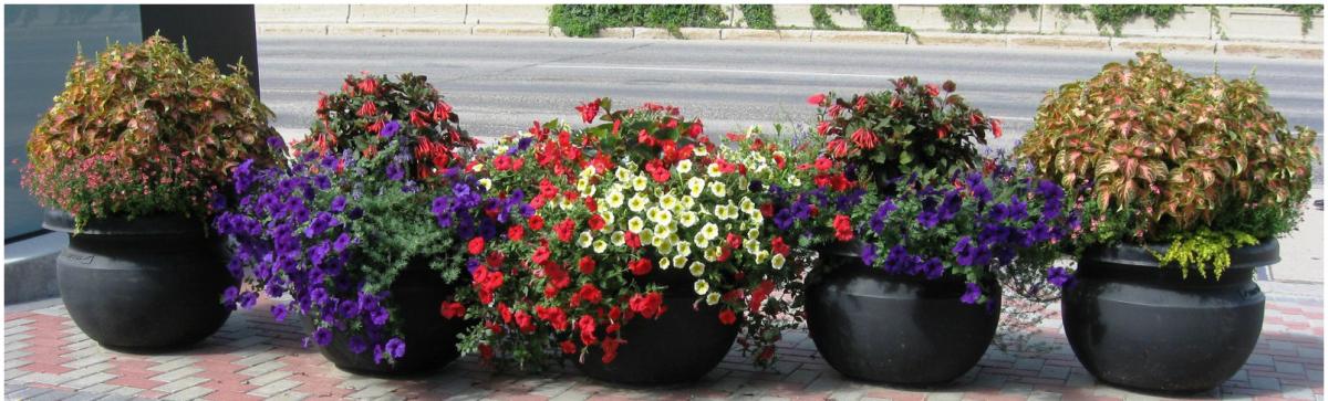 Planted flowerpots along 25th street