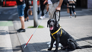 Blind man crossing road with guide dog