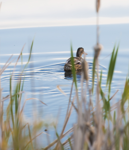 Ducks
