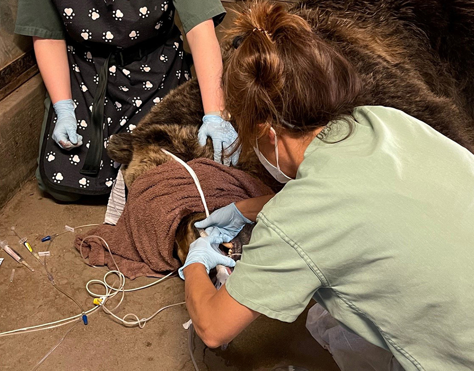 bear dentist