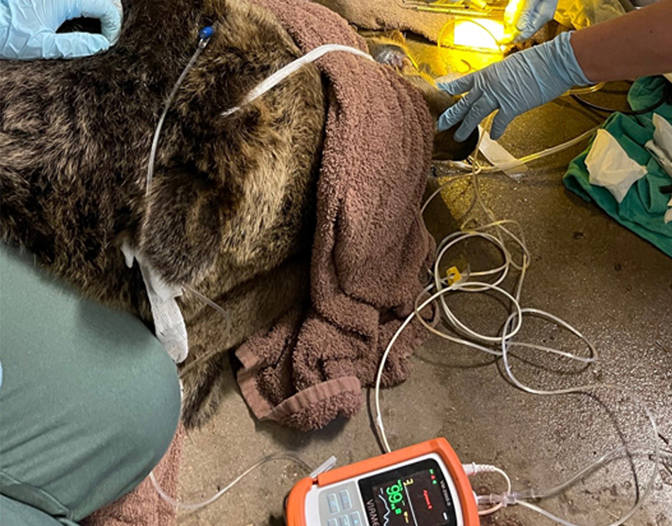 bear dentist