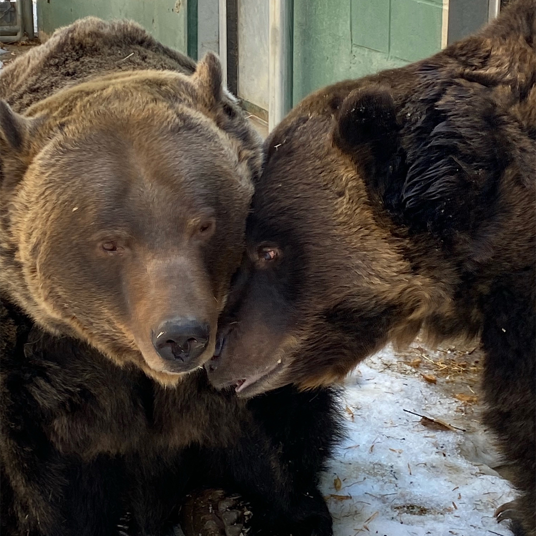 bears