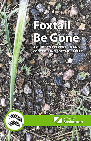 A Guide to Preventing and Controlling Foxtail Barley