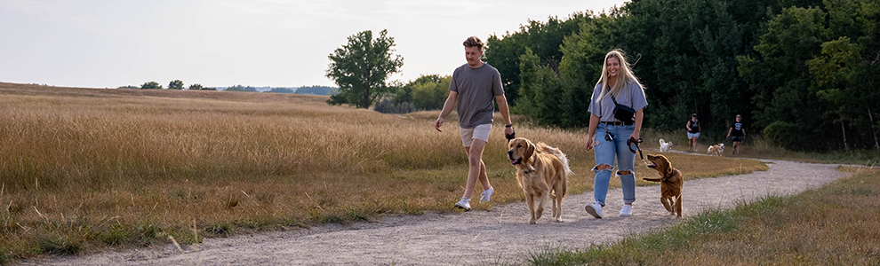 owners and dogs