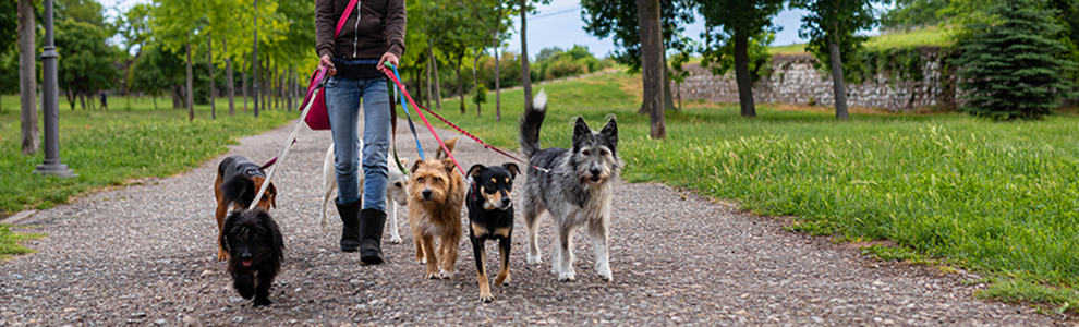 dog walker