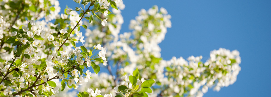Green Plants and Blue Sky