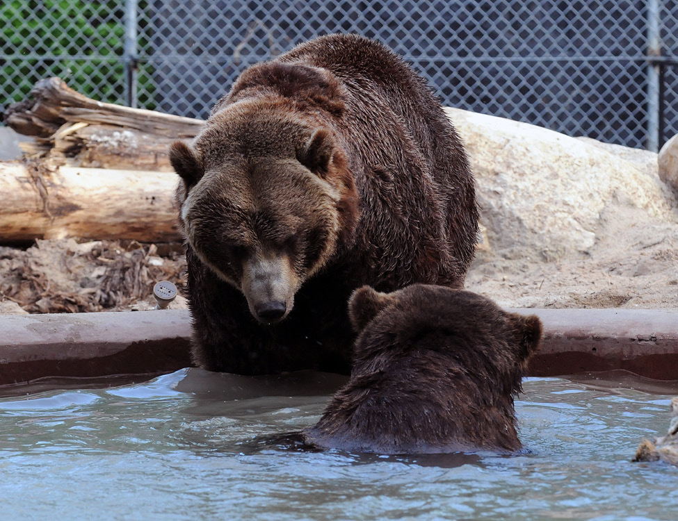 grizlly bears swimming