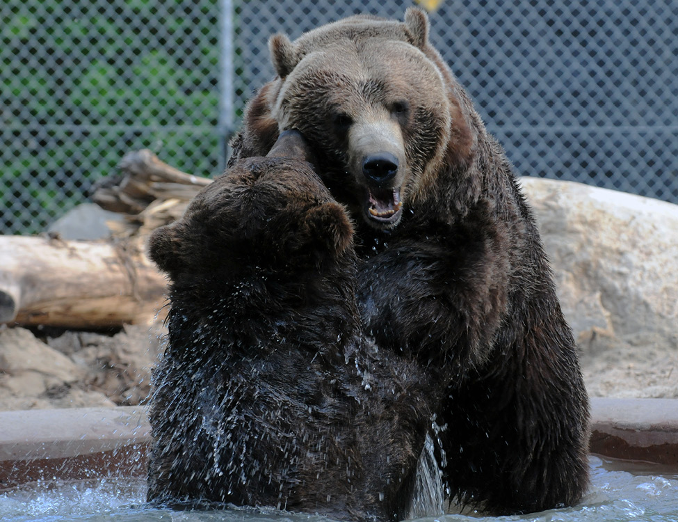 Grizzly bears in pool