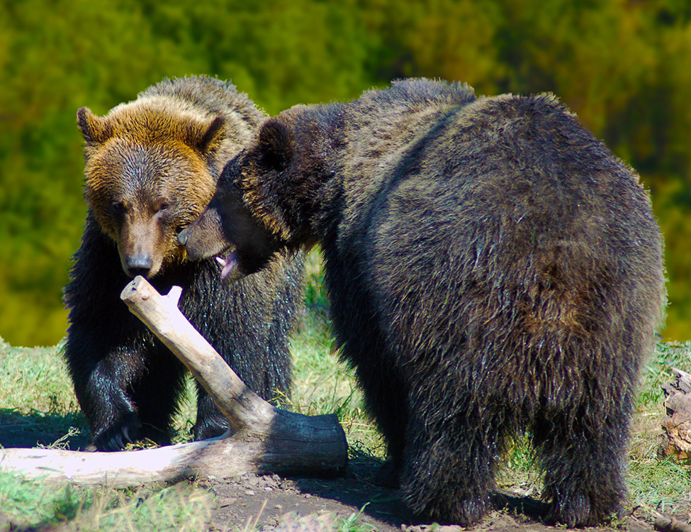 two grizzly bears