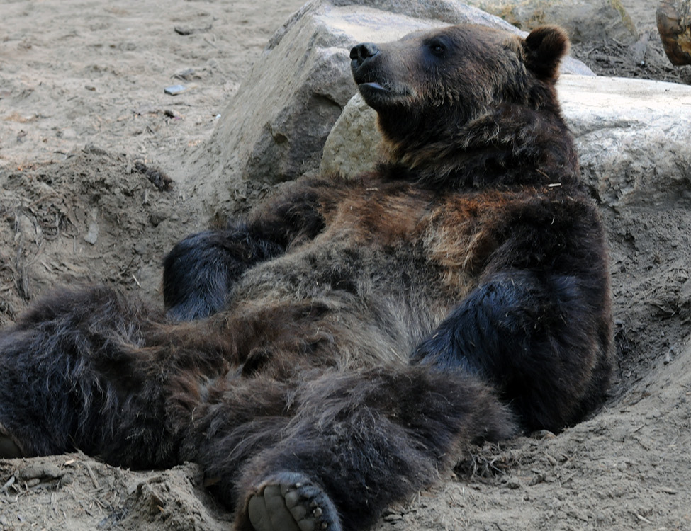 Grizlly Bear