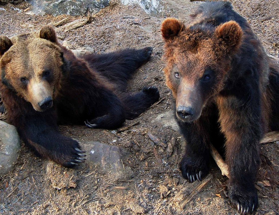 grizzly bears