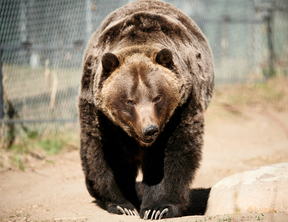 Grizlly Bear