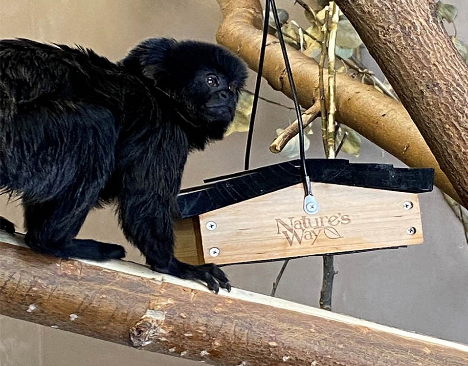 Goeldi's Monkey