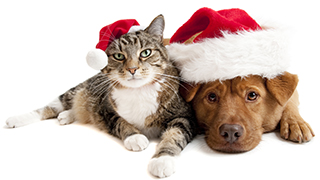 Pet Licensing