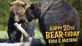 Photo of bears at the Saskatoon Zoo