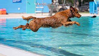 Dog Day of Summer