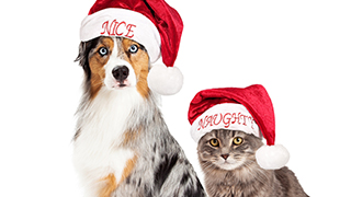 PURRRFECT gift for your pet