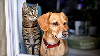Pets in Saskatoon