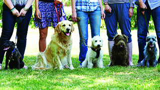 Dogs