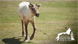 Caribou