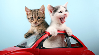 Cats in Cars