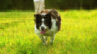 Dog Parks