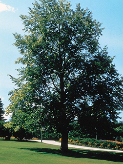 American Basswood