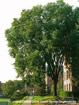 American Elm