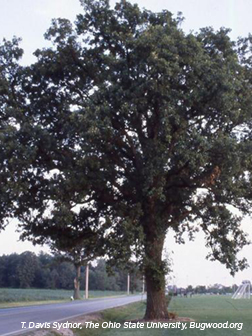 Bur Oak