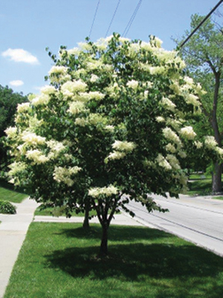 Japanese Lilacs