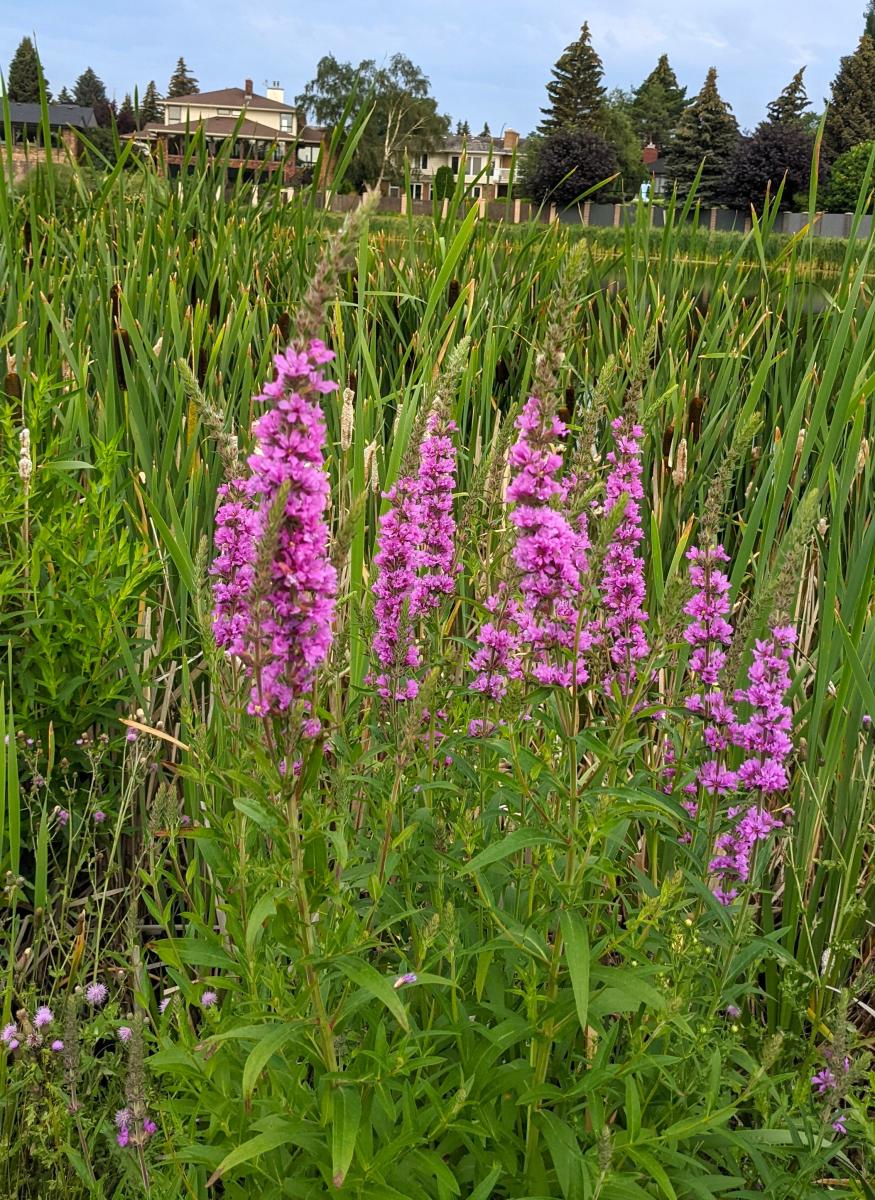 purple loosestrife weed