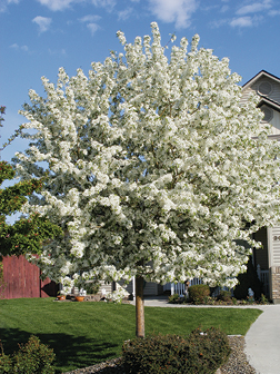 Springsnow Crabapple