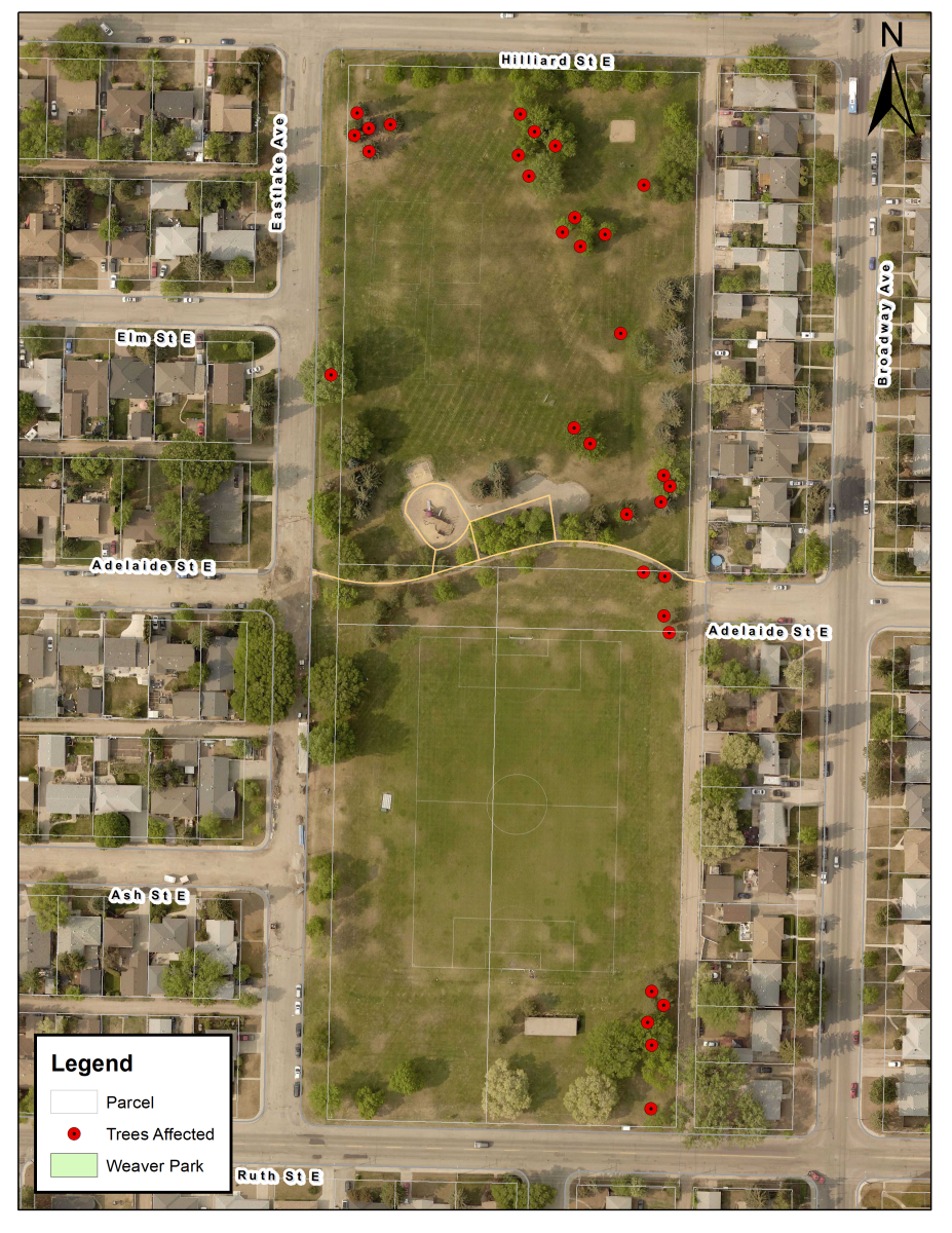 Final tree removal plan (February 2023)