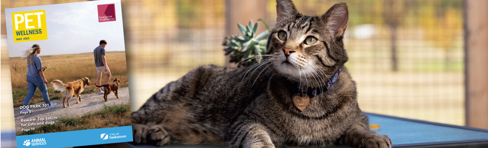 Close-up of a cat