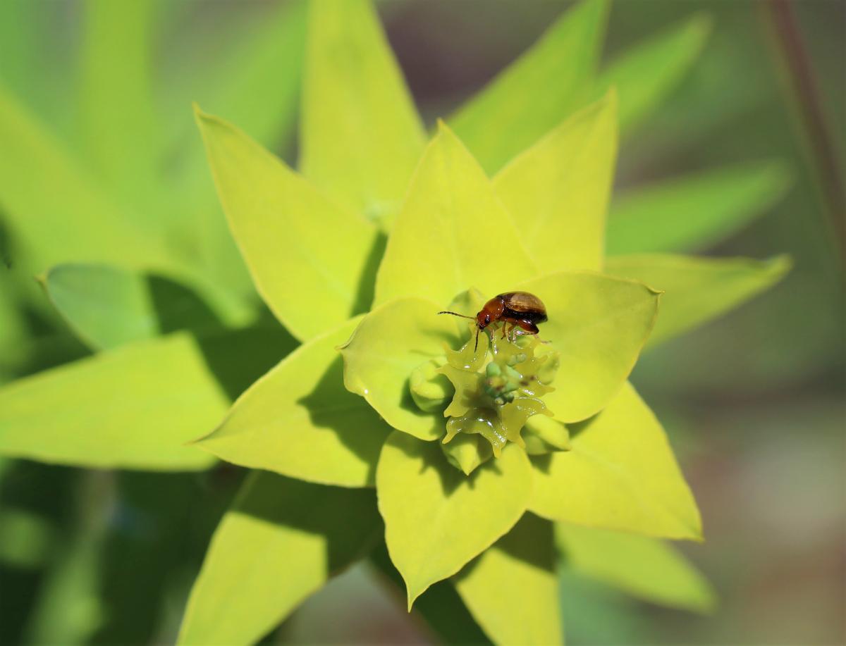 The beetle Aphthona on a leafy spurge (2023)