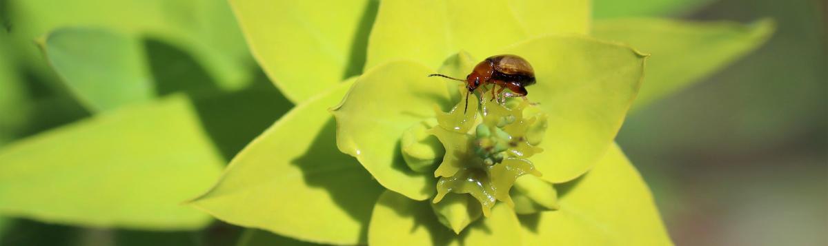 The beetle Aphthona on a leafy spurge