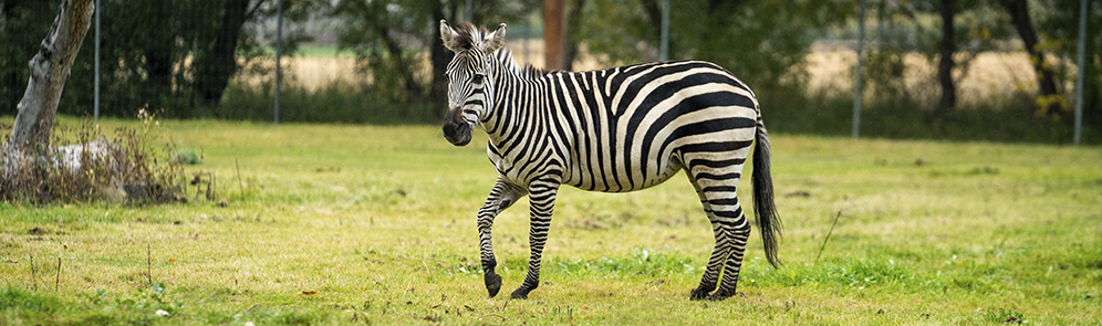 zebra