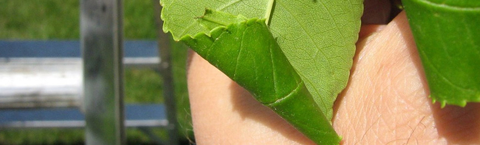 Ash Leaf Cone Roller