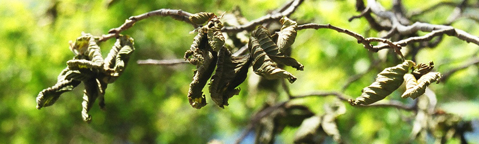 Dutch Elm Disease