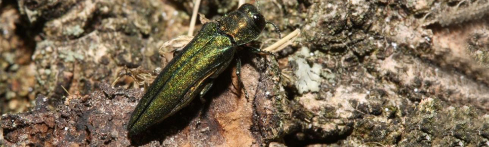 Emerald Ash Borer