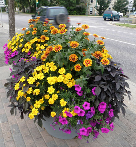 Flower Pot