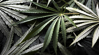 Cannabis
