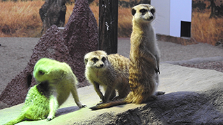 meerkat