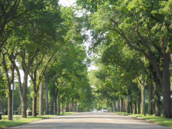 Memorial Avenue of Trees - Woodlawn Cemetery - present day