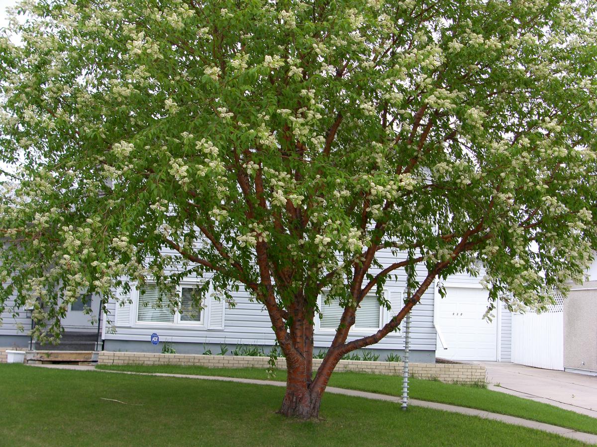 Saskatoon Spring Bloom Request A Tree | Saskatoon.ca
