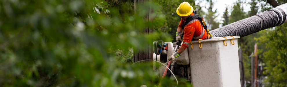 Tree Trim