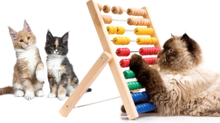 Spay & Neuter