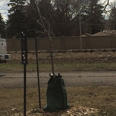 Memorial tree stand