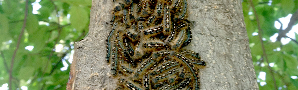 Forest Tent Caterpillars