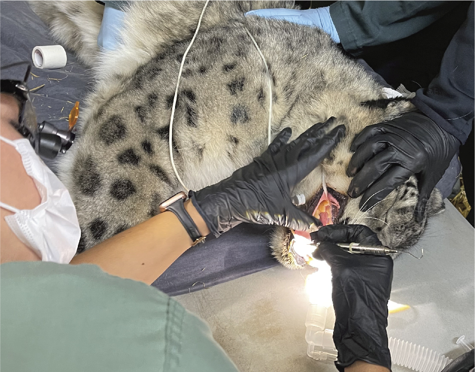 snow leopard at dentist